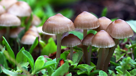 Magic Mushrooms Found to CURE Depression in ONE Treatment — No Wonder They Are Illegal  | Health Supreme | Scoop.it