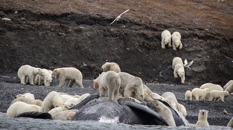 #Russie | Des #ours #polaires massés sur une île à cause du #réchauffement #climatique | RSE et Développement Durable | Scoop.it