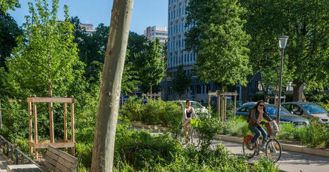 Arbre en ville (2/2) : comment maximiser ses bienfaits | Confort d'été | Scoop.it