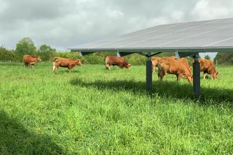 Des panneaux photovoltaïques en plein milieu des vaches : une expérimentation pour "satisfaire nos objectifs de transition énergétique" | Nouvelle-Aquitaine | Scoop.it