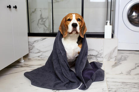 Saako koiran kanssa saunoa? N&auml;iss&auml; tilanteissa voi olla vaarallista | 1Uutiset - Lukemisen t&auml;hden | Scoop.it