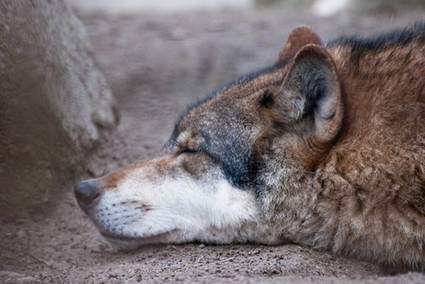 cuddle time | Loup | Scoop.it