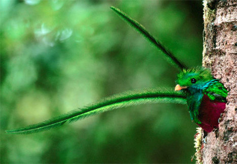 Héritage du quetzal | Merveilles - Marvels | Scoop.it