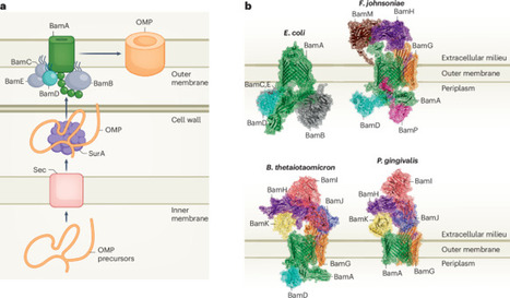 Bam complex redefined in Bacteroidota | Nmb | RMH | Scoop.it