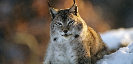 Disparitions en série de lynx dans le Jura | Biodiversité | Scoop.it