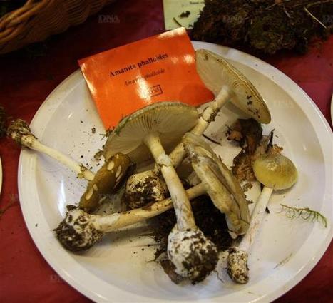 Deux morts en Rhône-Alpes après l’ingestion de champignons toxiques | Toxique, soyons vigilant ! | Scoop.it