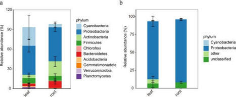 Symbiotic N-Fixing Bacteria in the Root and Leaf of Typical Alpine Grassland Plants | Plant-Microbe Symbiosis | Scoop.it