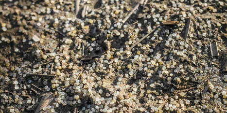 Pollution plastique&nbsp;: d&rsquo;o&ugrave; viennent ces petites billes blanches sur les plages du Sud-Ouest&nbsp;? / le 18.01.2024 | Pollution accidentelle des eaux (+ d&eacute;chets plastiques) | Scoop.it
