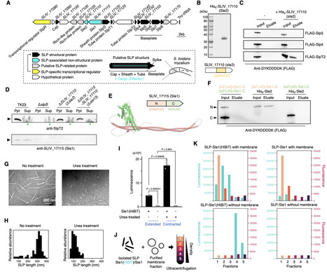 A phage-derived reconfigurable effector associated with an actinobacterial contractile nanomachine tailors bacterial responses to competition | brvm | RMH | Scoop.it