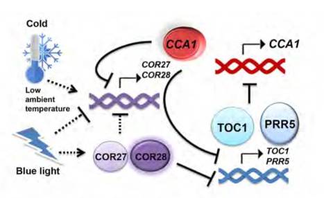Blue Light- and Low Temperature-Regulated COR27 and COR28 Play Roles in the Arabidopsis Circadian Clock | The Plant Cell | Scoop.it