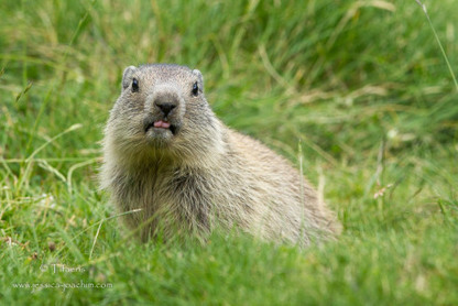 Les marmottes à Piau-Engaly le 03 août 2014 - Tifaeris | Vallées d'Aure & Louron - Pyrénées | Scoop.it