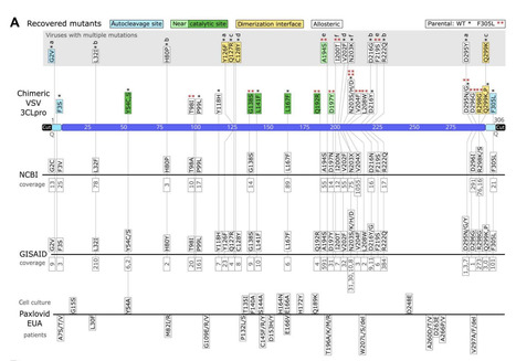 SARS-CoV-2 3CLpro Mutations Selected in a VSV-Based System Confer Resistance to Nirmatrelvir, Ensitrelvir, and GC376 | Virus World | Scoop.it