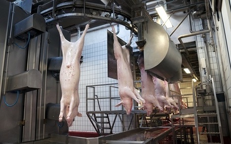 "Il est urgent de relocaliser l’abattage", Elevage - Pleinchamp | La Gazette des abattoirs | Scoop.it