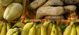 Exposition aux pesticides : les Antilles ne présentent pas de spécificité selon l'Anses | Alimentation Santé Environnement | Scoop.it