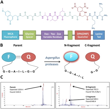 PLoS ONE: Substrate Specifity Profiling of the Aspergillus fumigatus Proteolytic Secretome Reveals Consensus Motifs with Predominance of Ile/Leu and Phe/Tyr | Plant Pathogenomics | Scoop.it