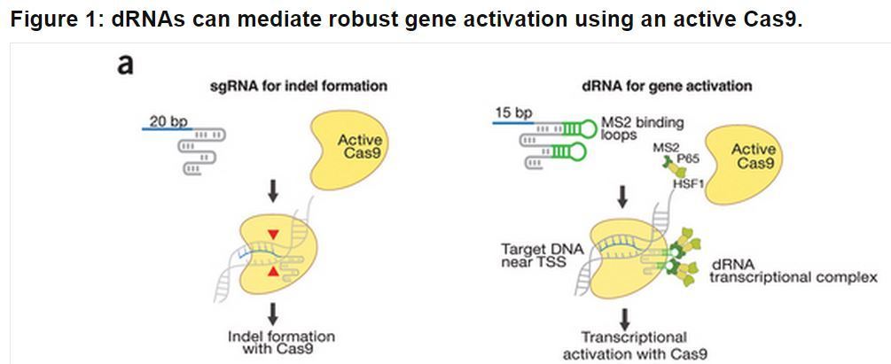 book Child Welfare Research: Advances for Practice and