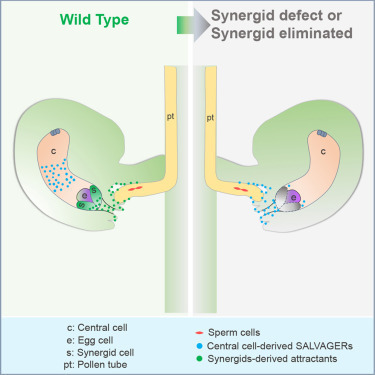 Central-cell-produced attractants control fertilization recovery | Plant and Seed Biology | Scoop.it