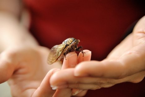Cicada Wings May Inspire New Water-Repellent Surface Materials | Biomimicry | Scoop.it