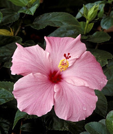 Tropical flowers for containers | Gardening Life | Scoop.it
