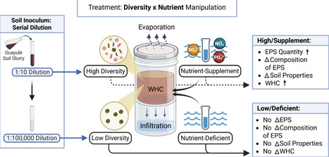 Soil microbial diversity alters soil microhydrology through extracellular polymeric substance production | brveco | RMH | Scoop.it