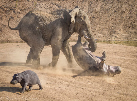 Elephant fury for this mother hippo | Africa Geographic Magazine Blog | I didn't know it was impossible.. and I did it :-) - No sabia que era imposible.. y lo hice :-) | Scoop.it