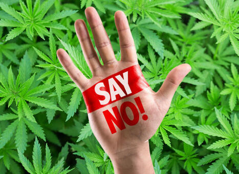 Just Say No to Marijuana! - Trump's Pick to Head the DEA Links Cannabis to Suicide and Schizophrenia | Cannabis.Net | Scoop.it