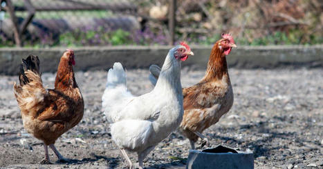 Puy-de-Dôme. Dans leur enclos, les poules déterrent une grenade pouvant potentiellement exploser | Les Colocs du jardin | Scoop.it