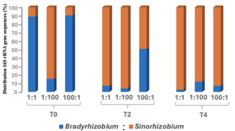 Soybean root nodule occupancy: competition between Bradyrhizobium and Sinorhizobium strains inoculated at different plant growth stages | aem | RMH | Scoop.it
