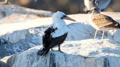 Bird enthusiasts flock to see rare Nazca Booby in Dana Point, far from its tropical home | Coastal Restoration | Scoop.it