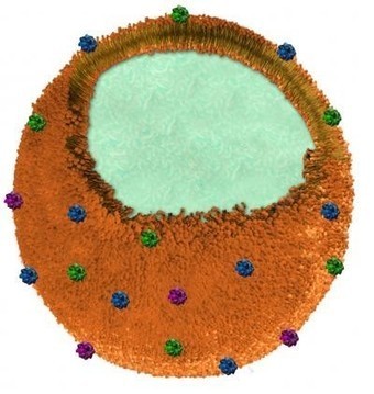 Nanosponges used to soak up toxins in the bloodstream | Longevity science | Scoop.it