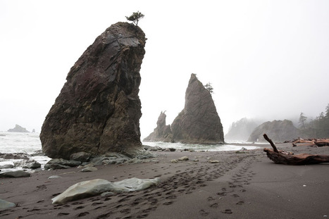 The Sound of Silence | BIODIVERSITY IS LIFE  &ndash; | Scoop.it