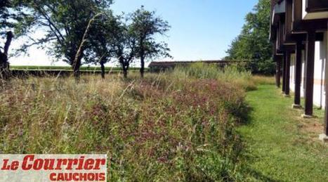 Gestion différenciée des espaces verts - laisser-aller ou solution d’avenir ? | Veille territoriale AURH | Scoop.it