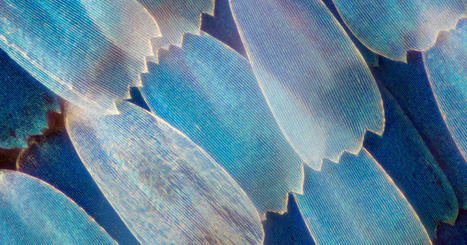 Explainer: UKRI budget allocations &ndash; UKRI | Higher education news for libraries and librarians | Scoop.it