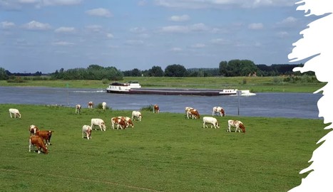 La colère gronde chez les agriculteurs néerlandais obligés de réduire leurs émissions d’azote | Lait de Normandie... et d'ailleurs | Scoop.it