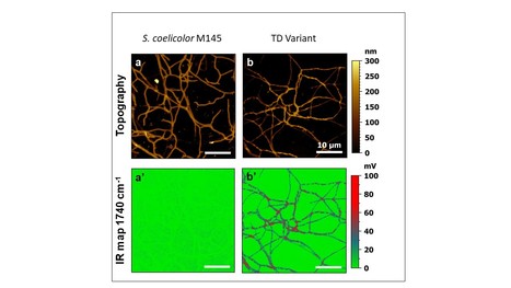 Genome analysis of a variant of Streptomyces coelicolor M145 with high lipid content and poor ability to synthetize antibiotic | I2BC Paris-Saclay | Scoop.it