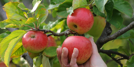 Planter des arbres fruitiers pour rendre la ville comestible - Le Huffington Post | Nature en ville | Scoop.it