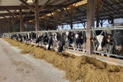 Exploitation laitière à céder en Sud Touraine | Revue de presse économique du Sud Touraine | Scoop.it