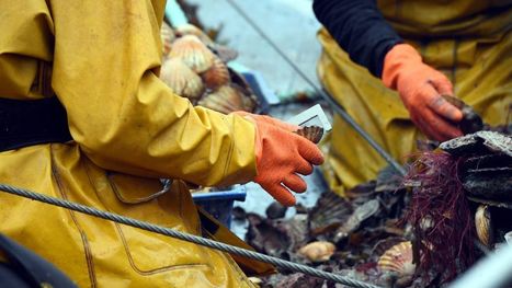 France: Les pêcheurs bretons dans une situation encore plus dramatique que pendant le confinement | CIHEAM Press Review | Scoop.it
