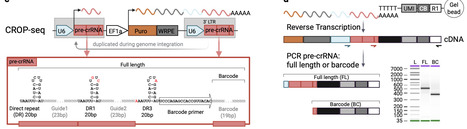 A tunable Cas12a platform for single-cell perturbation screening and CRISPRi | Ncm | RMH | Scoop.it