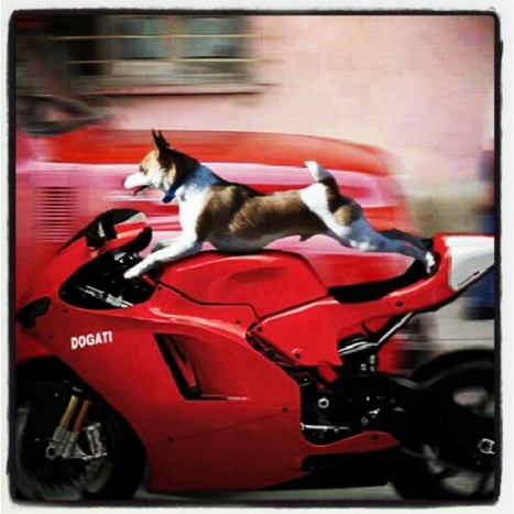 Photo by alexducaticastelli • Instagram | "I love my Dogati" ;-) | Ductalk: What's Up In The World Of Ducati | Scoop.it