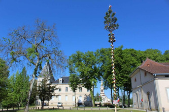 N&eacute;matode du pin dans les Landes&nbsp;: la tradition de la mayade est-elle menac&eacute;e cette ann&eacute;e&nbsp;? | Landes - Conseils municipaux & communautaires | Scoop.it