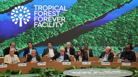 COP30 au Brésil : le président brésilien Lula lance un fonds inédit pour protéger les forêts tropicales | Variétés entomologiques | Scoop.it