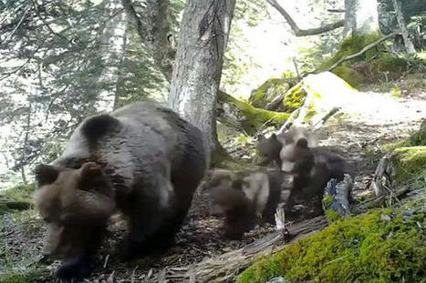 VIDEO. Pyrénées : les premières images des 3 oursons aperçus dans le Béarn | Histoires Naturelles | Scoop.it