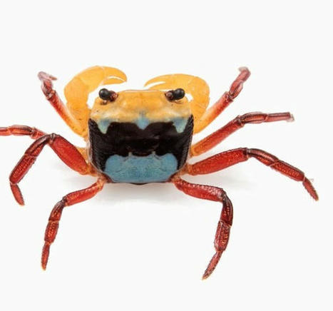 Nouvelle espèce pour la science : Lepidothelphusa menneri, un crabe d'eau douce découvert en Asie du Sud-Est à l'ouest de Bornéo, au motif tricolore très distinctif, unique parmi ses congénères | EntomoNews | Scoop.it