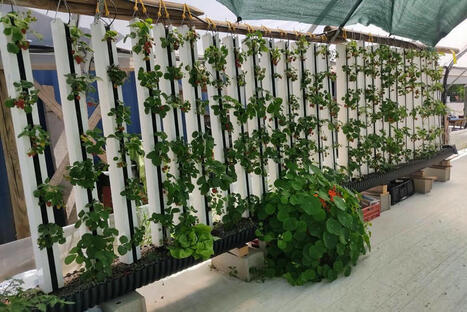 "Il faut s'adapter à l'agriculture de demain" : quand la production agricole se développe également dans les villes - France 3 regions | Pour innover en agriculture | Scoop.it
