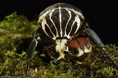 Le monde des petites bestioles..., dévoilé par David Attenborough [en anglais] | Variétés entomologiques | Scoop.it