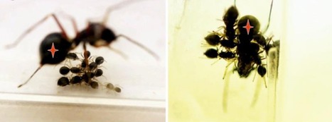 Cette araignée sauteuse "allaite" ses petits | EntomoNews | Scoop.it