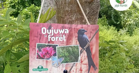 Mayotte : Mayotte Nature Environnement et l’OFB conçoivent une mallette pédagogique pour sensibiliser les enfants à la forêt - Outremers360 | Biodiversité | Scoop.it