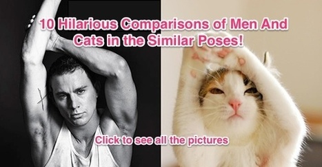 10 Hilarious Comparisons of Men And Cats in the Similar Poses! | 16s3d: Bestioles, opinions & pétitions | Scoop.it