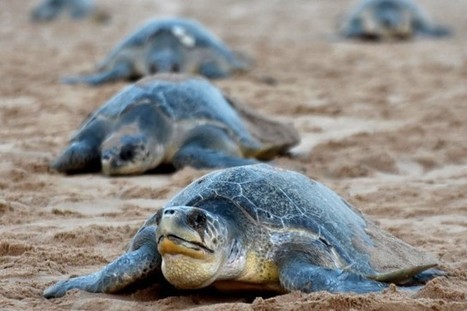 Inde: la reproduction des tortues menacée   | Zones humides - Ramsar - Océans | Scoop.it